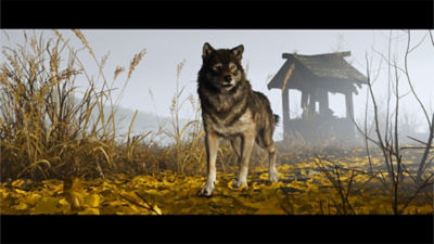 The wolf standing in a leafy field